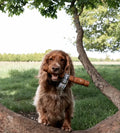 Anco Naturals Yak Hide Large Roll Dog Chew